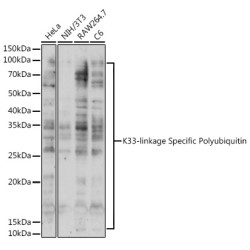 K33-linkage Specific Polyubiquitin Rabbit pAb
