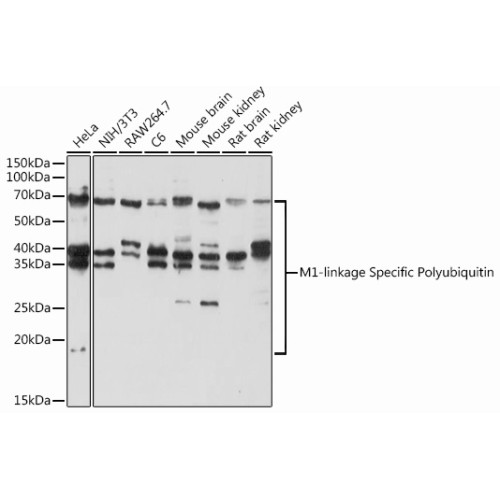 M1-linkage Specific Polyubiquitin Rabbit pAb
