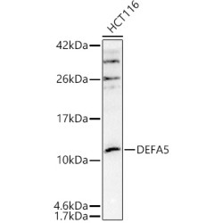 DEFA5 Rabbit pAb