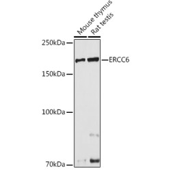 ERCC6 Rabbit pAb