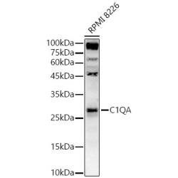 C1QA Rabbit pAb