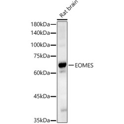 EOMES Rabbit pAb