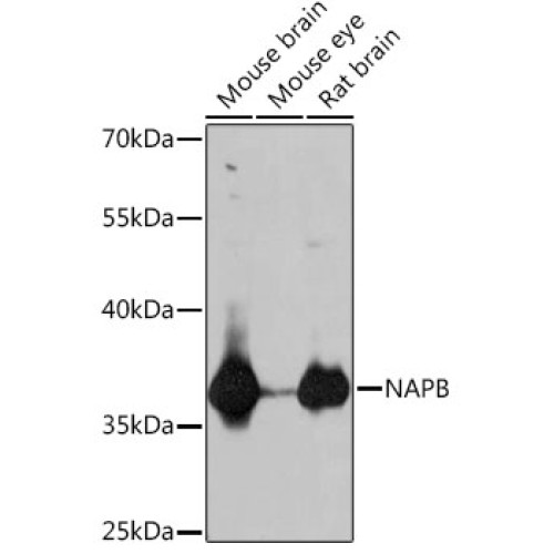 NAPB Rabbit pAb