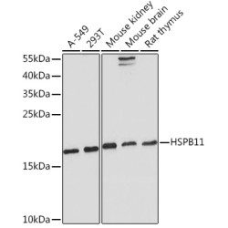 HSPB11 Rabbit pAb