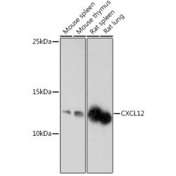 CXCL12 Rabbit pAb