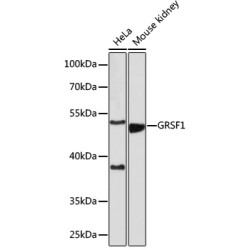 GRSF1 Rabbit pAb