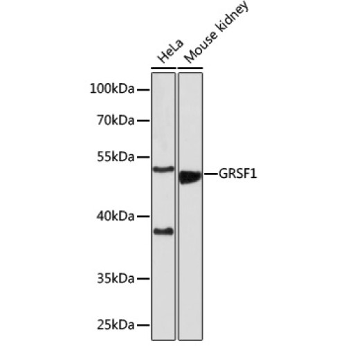 GRSF1 Rabbit pAb