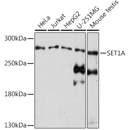 SET1A Rabbit pAb
