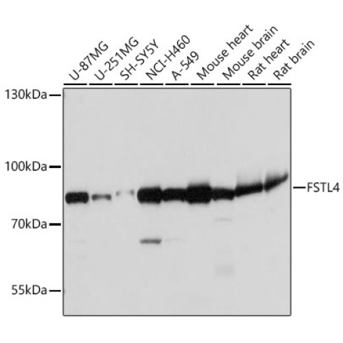 FSTL4 Rabbit pAb