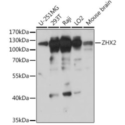 ZHX2 Rabbit pAb