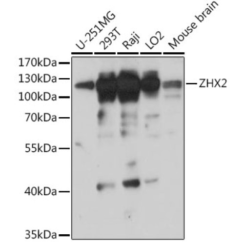 ZHX2 Rabbit pAb