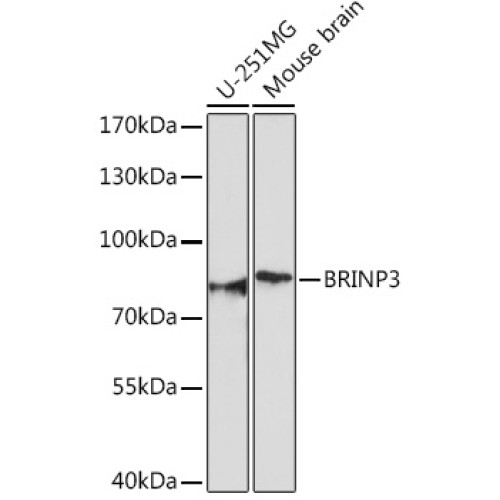 BRINP3 Rabbit pAb
