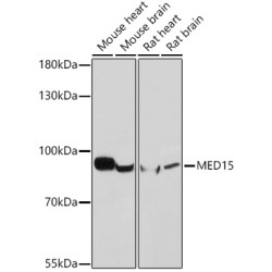 MED15 Rabbit pAb
