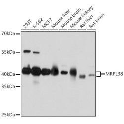 MRPL38 Rabbit pAb