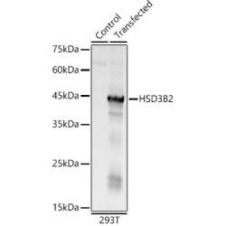 HSD3B2 Rabbit pAb
