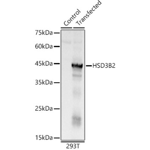 HSD3B2 Rabbit pAb
