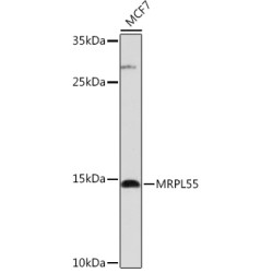 MRPL55 Rabbit pAb