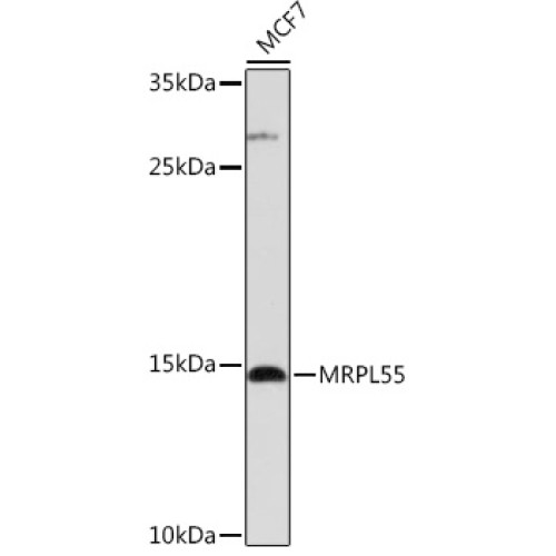 MRPL55 Rabbit pAb