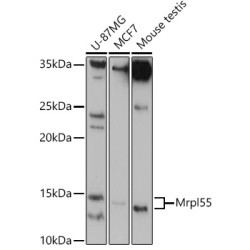 Mrpl55 Rabbit pAb
