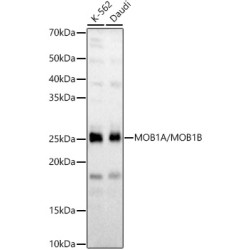 MOB1A/MOB1B Rabbit pAb
