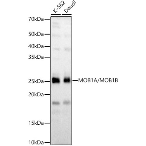 MOB1A/MOB1B Rabbit pAb