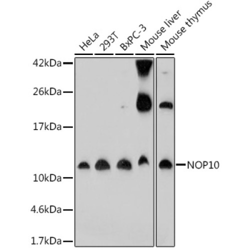 NOP10 Rabbit pAb