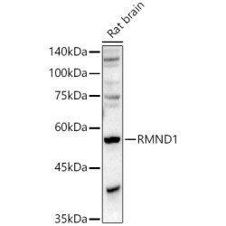 RMND1 Rabbit pAb
