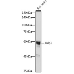Tulp2 Rabbit pAb
