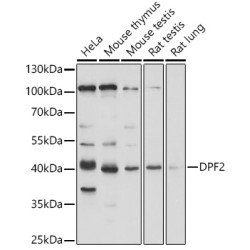 DPF2 Rabbit pAb
