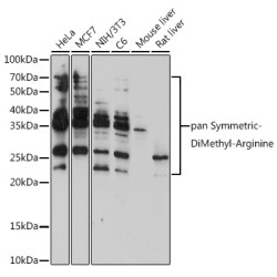 pan-Symmetric Di-Methyl Arginine Rabbit pAb