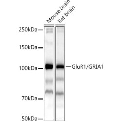 GluR1/GRIA1 Rabbit pAb