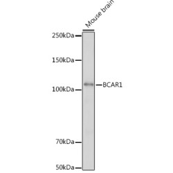 BCAR1 Rabbit pAb