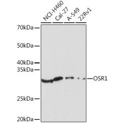 OSR1 Rabbit pAb
