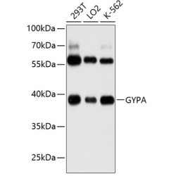 GYPA Rabbit pAb