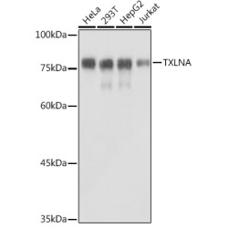 TXLNA Rabbit pAb