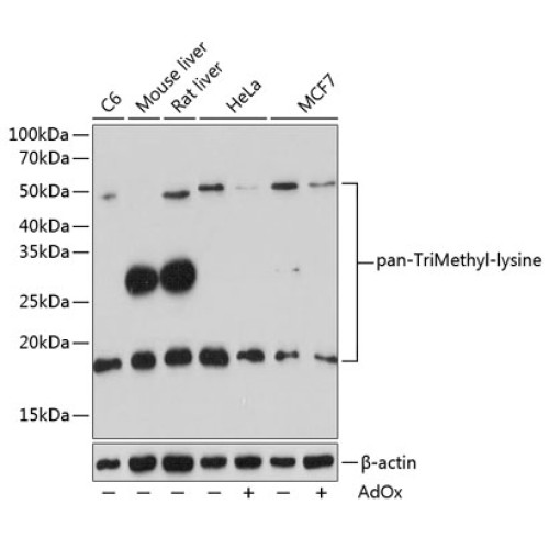pan-TriMethyl-lysine Rabbit pAb