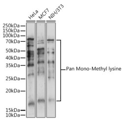 Pan Mono-Methyl lysine Rabbit pAb