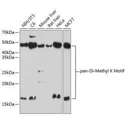 Pan DiMethyl-lysine Rabbit pAb