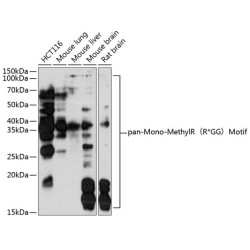 pan-Mono-MethylR（R*GG）Motif Rabbit pAb