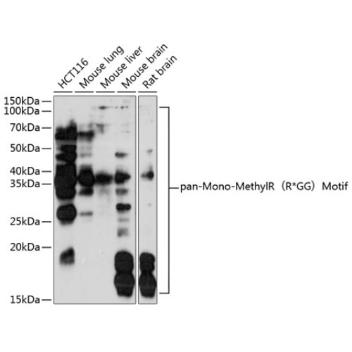 pan-Mono-MethylR（R*GG）Motif Rabbit pAb