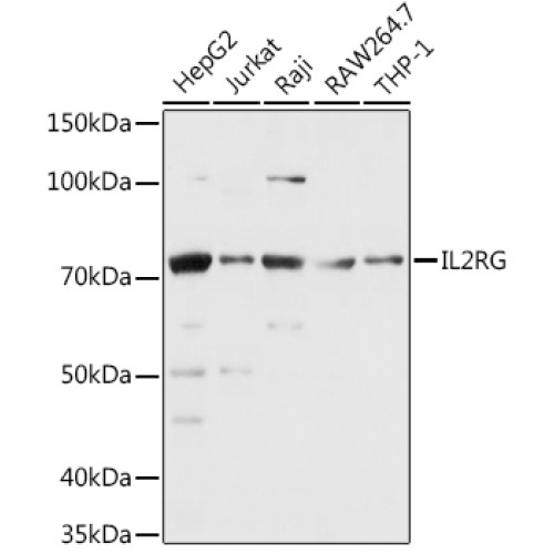 CD132/IL-2 R gamma Rabbit pAb