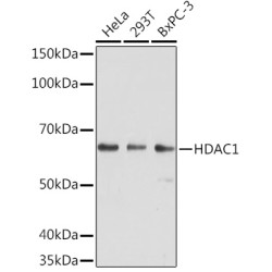 HDAC1 Mouse mAb