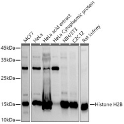 Histone H2B Rabbit pAb