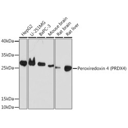 Peroxiredoxin 4 (PRDX4) Rabbit pAb