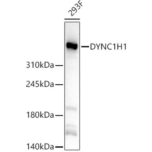 DYNC1H1 Rabbit pAb
