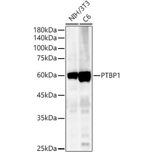 [KO Validated] PTBP1 Rabbit pAb