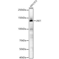 JAK1 Rabbit pAb