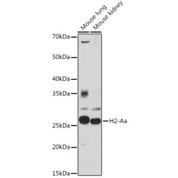 H2-Aa Rabbit pAb