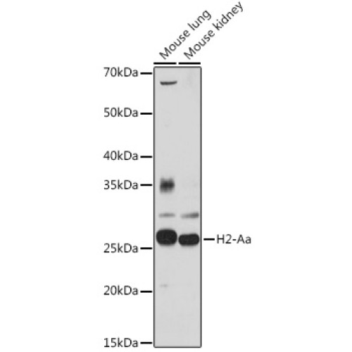 H2-Aa Rabbit pAb