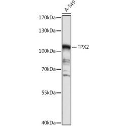 TPX2 Rabbit pAb